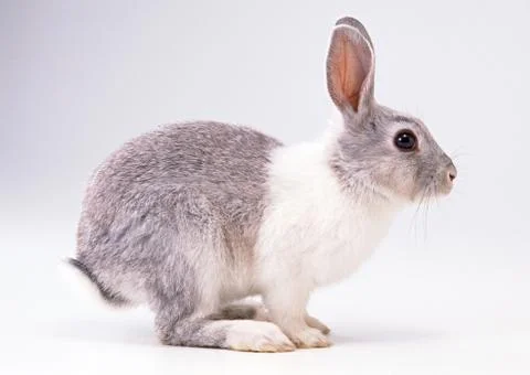 Rabbit Stock Photos
