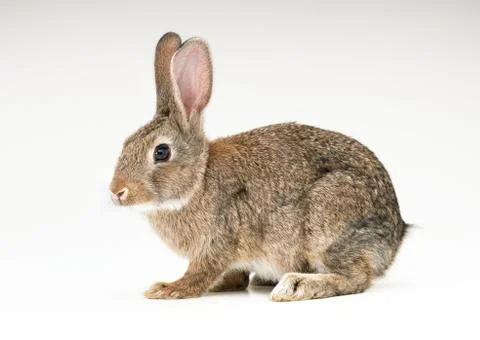 Rabbit Stock Photos