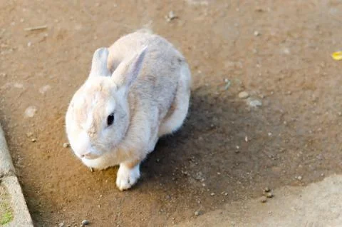 Rabbit Stock Photos