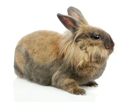 Rabbit. Stock Photos