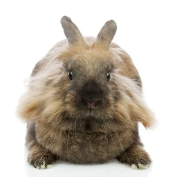 Rabbit. Stock Photos