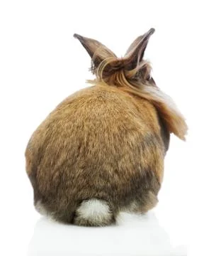 Rabbit. Stock Photos
