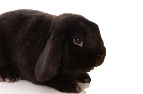 Rabbit Stock Photos