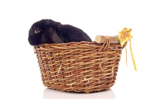 Rabbit Stock Photos