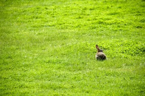 Rabbit Stock Photos