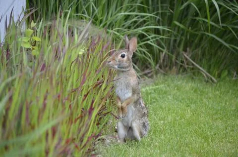 Rabbit Stock Photos