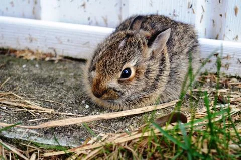 Rabbit Stock Photos