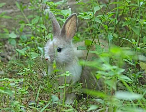 Rabbit Photos