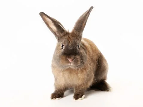 Rabbit Stock Photos