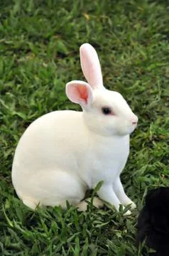 Rabbit Stock Photos