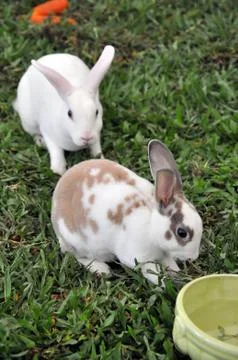 Rabbit Stock Photos
