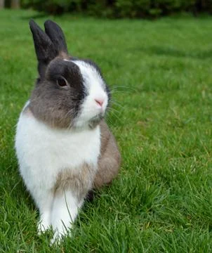 Rabbit Stock Photos