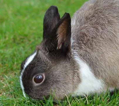 Rabbit Stock Photos