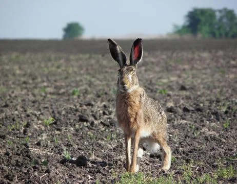 Rabbit. Stock Photos