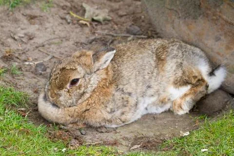 Rabbit Stock Photos
