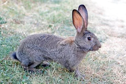 Rabbit Stock Photos