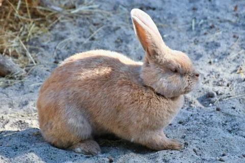 Rabbit Stock Photos