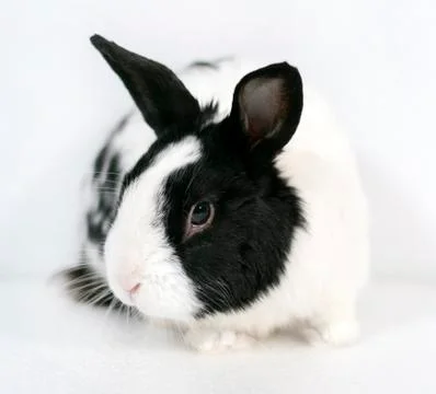 Rabbit Stock Photos
