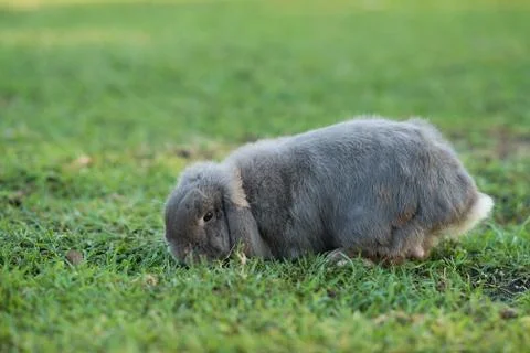 Rabbit Stock Photos