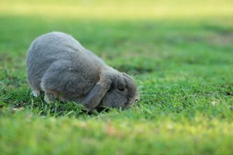 Rabbit Stock Photos