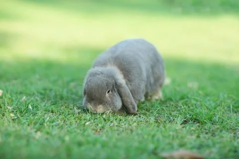 Rabbit Stock Photos