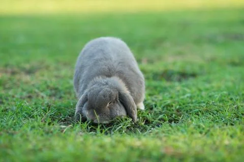 Rabbit Stock Photos