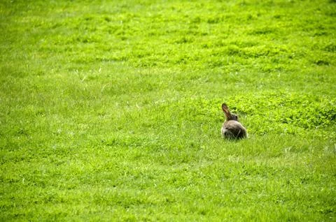 Rabbit Stock Photos