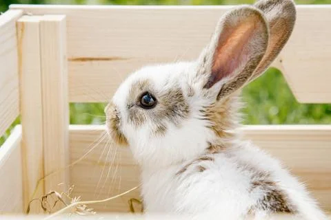 Rabbit Stock Photos