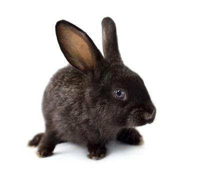 Rabbit Stock Photos