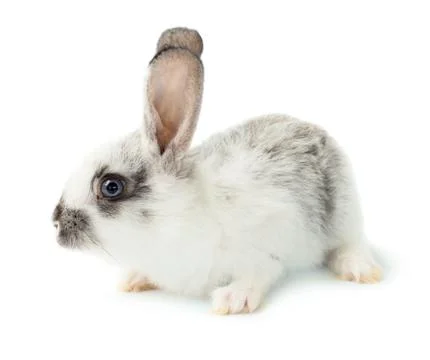 Rabbit Stock Photos