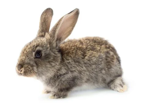 Rabbit Stock Photos
