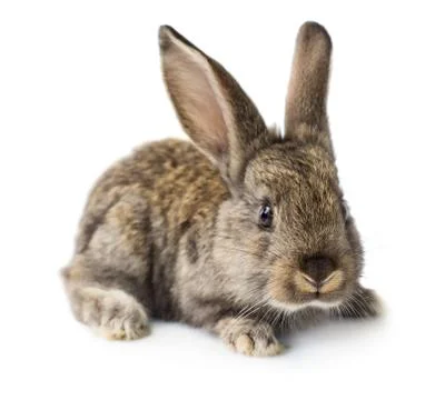 Rabbit Stock Photos