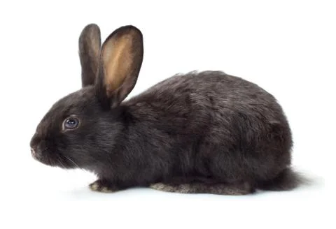 Rabbit Stock Photos