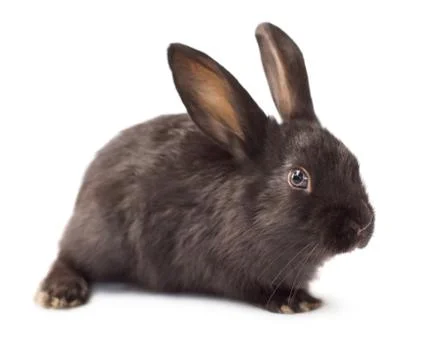 Rabbit Stock Photos