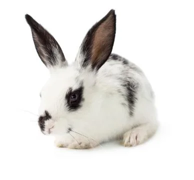 Rabbit Stock Photos