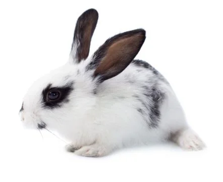Rabbit Stock Photos