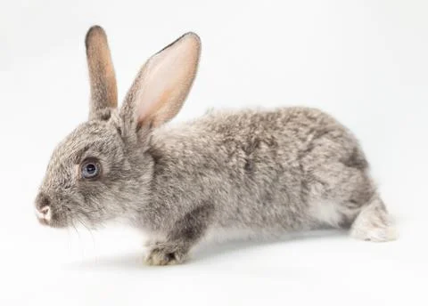 Rabbit Stock Photos