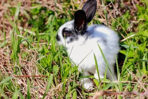 Rabbit Stock Photos