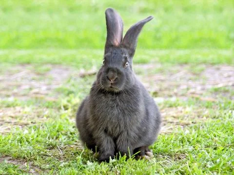 Rabbit. Stock Photos