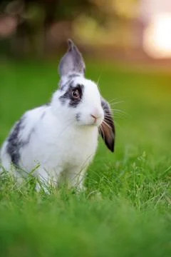 Rabbit Fotos de archivo