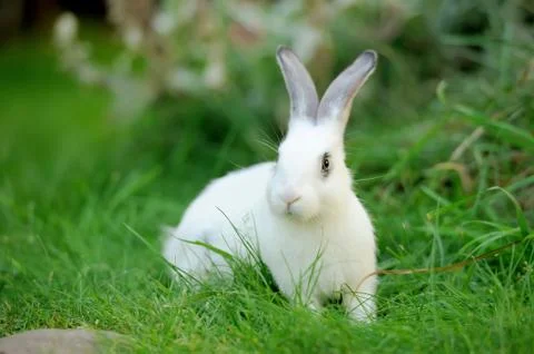 Rabbit Stock Photos