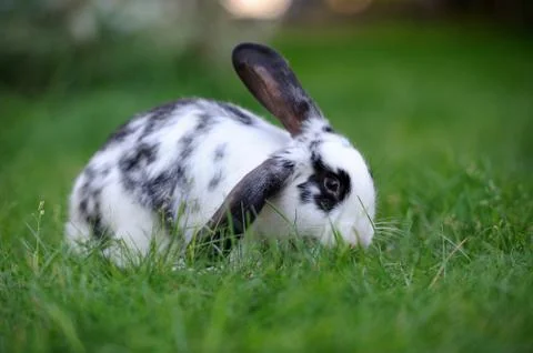 Rabbit Stock Photos