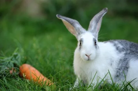 Rabbit Stock Photos