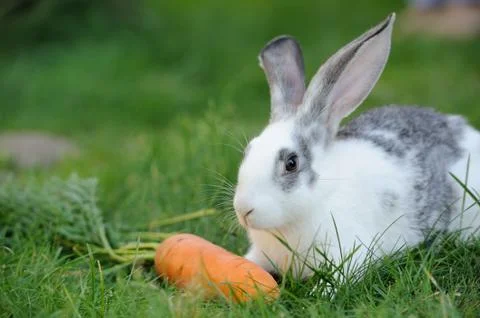 Rabbit 스톡 사진