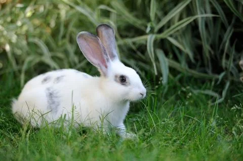 Rabbit 스톡 사진