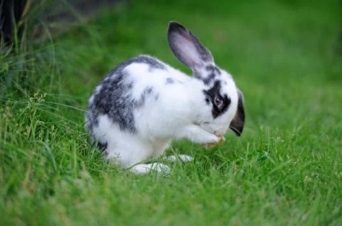 Rabbit 스톡 사진