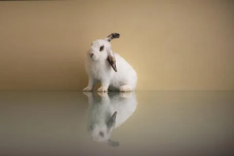 Rabbit Stock Photos
