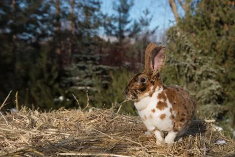 Rabbit Stock Photos