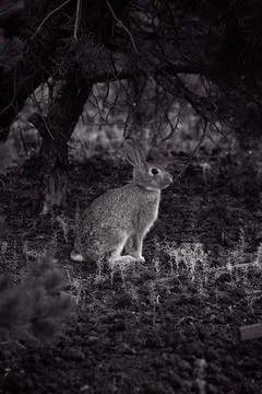 Rabbit Stock Photos