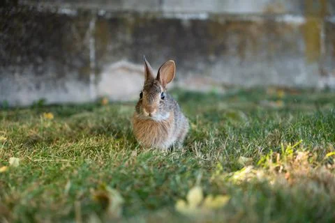 Rabbit Stock Photos
